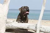 CANE CORSO 241
